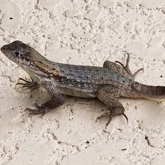 miraamlinic